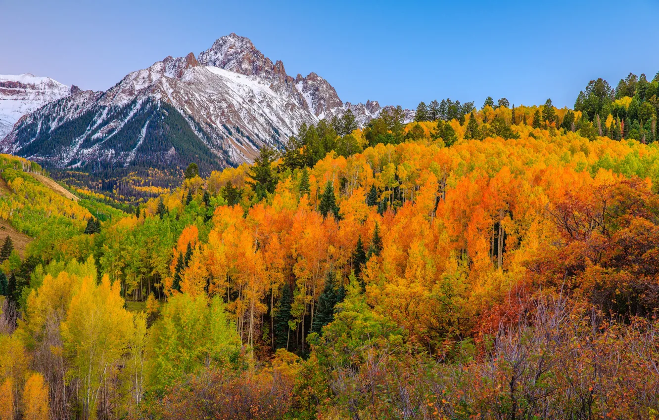 Фото обои осень, лес, горы, Колорадо, США, Аспен