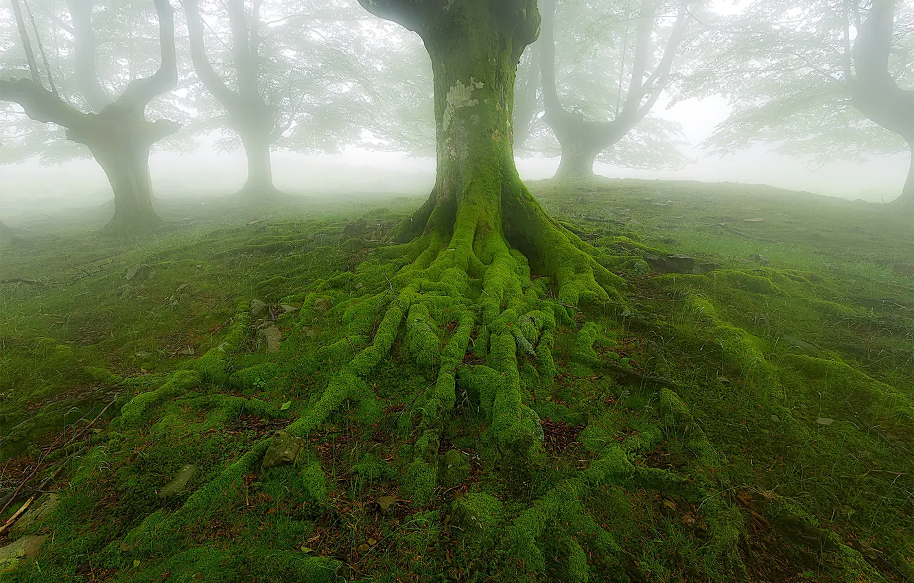 Фото обои деревья, корни, туман, мох