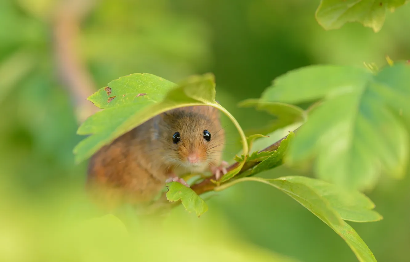 Фото обои лето, природа, Harvest Mouse