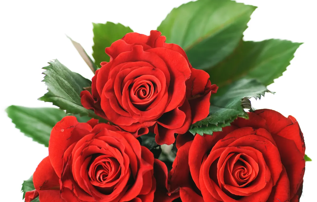 Фото обои розы, красные, три, белый фон