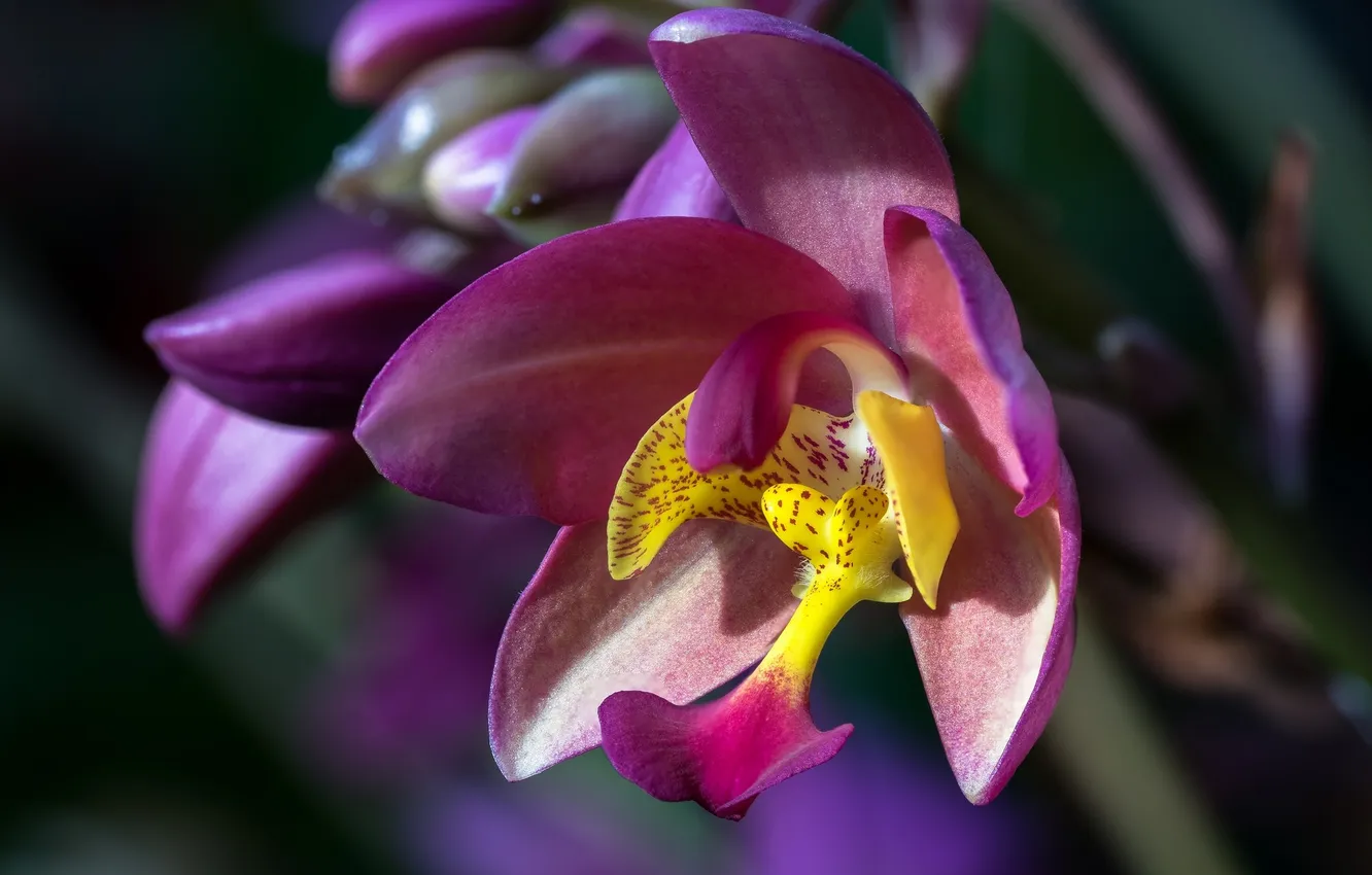 Фото обои макро, орхидея, Спатоглоттис
