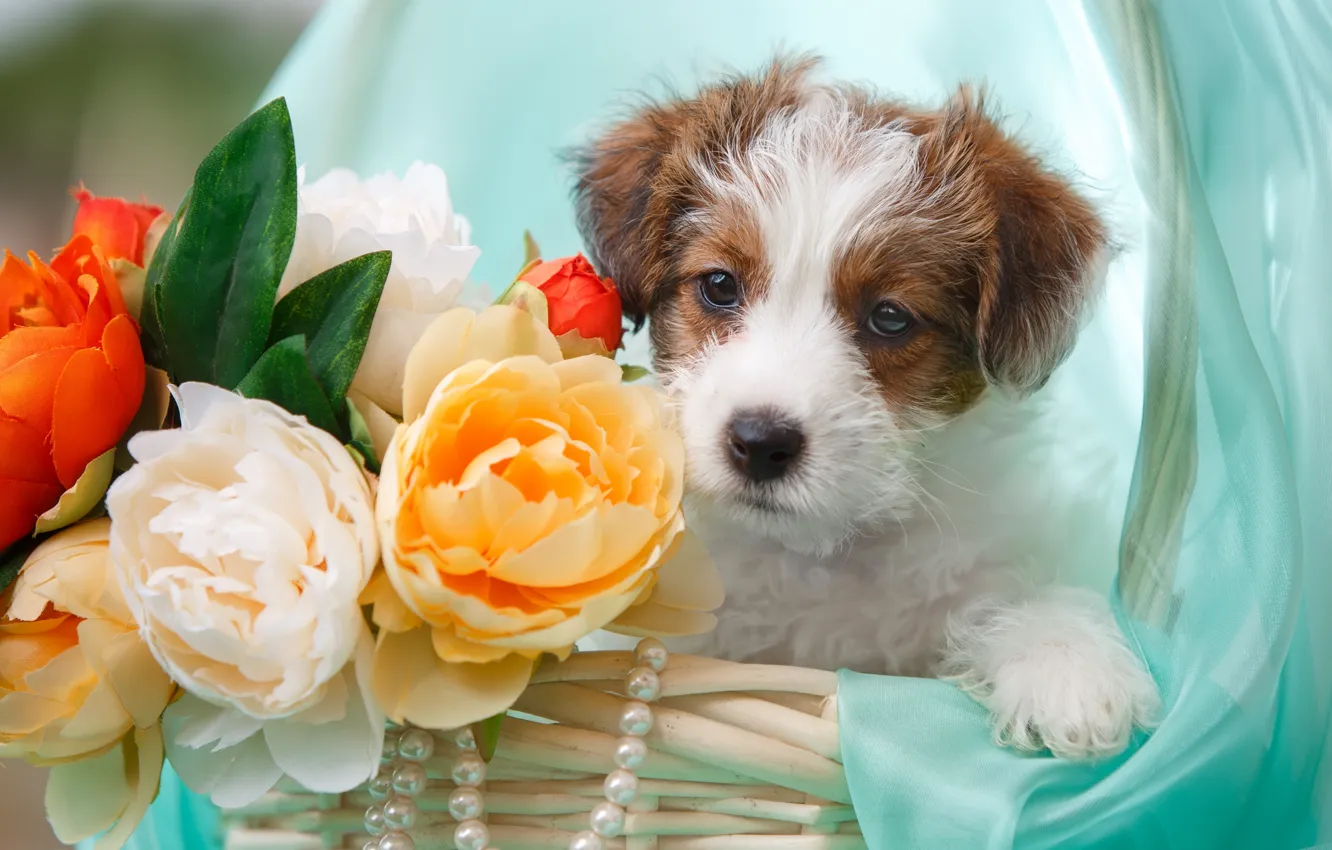 Фото обои цветы, корзина, ожерелье, щенок, ткань, джек-рассел-терьер