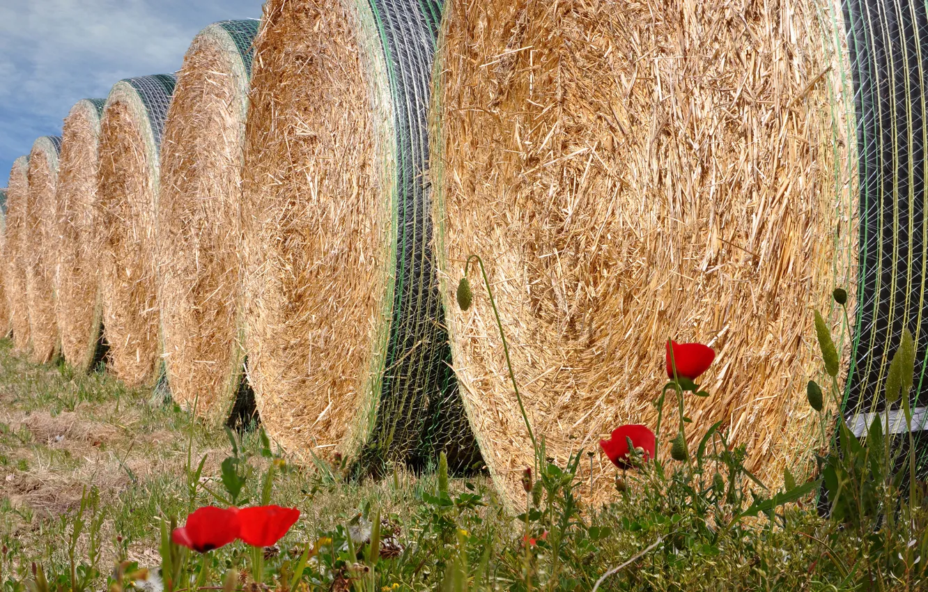 Фото обои маки, сено, кипа
