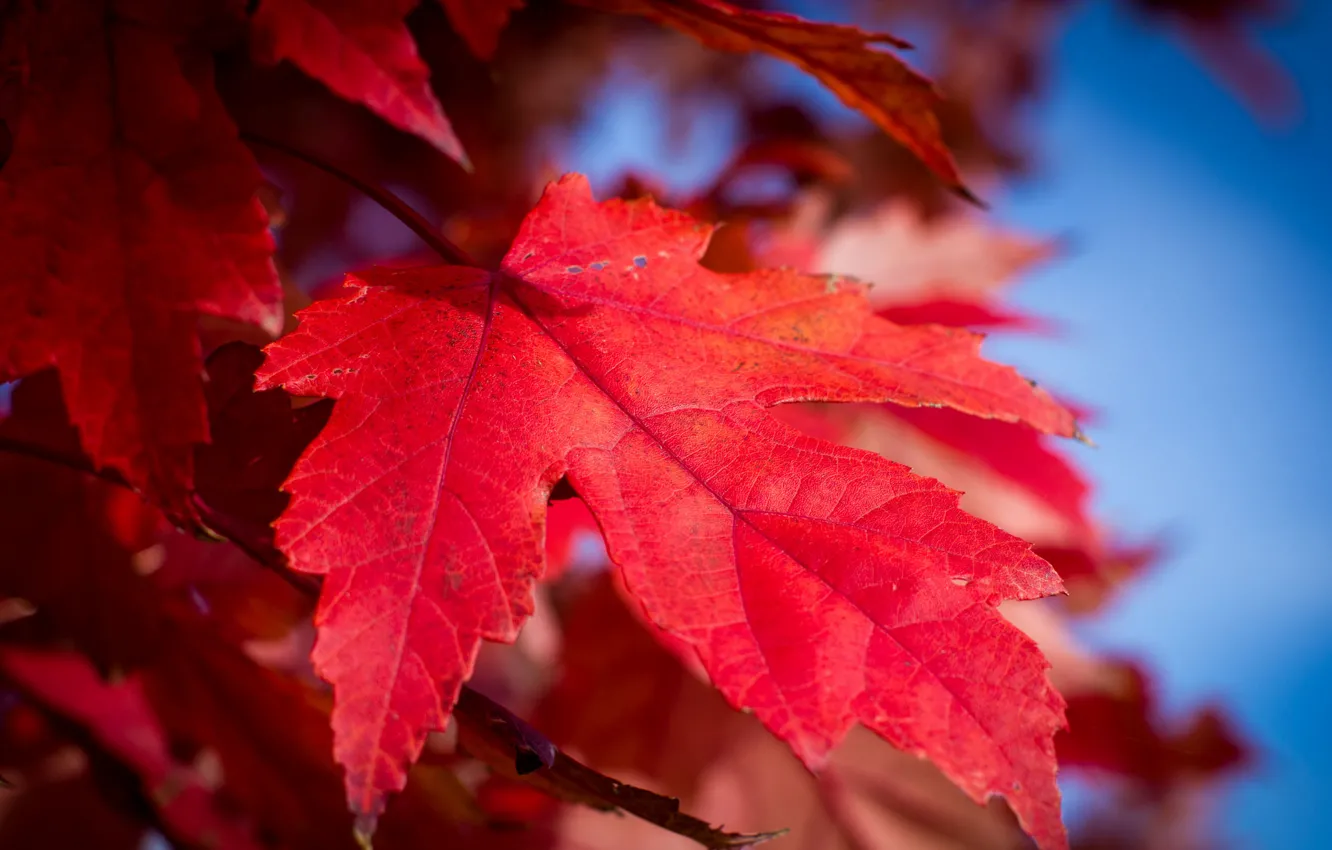 Фото обои осень, небо, природа, лист, краски, багрянец