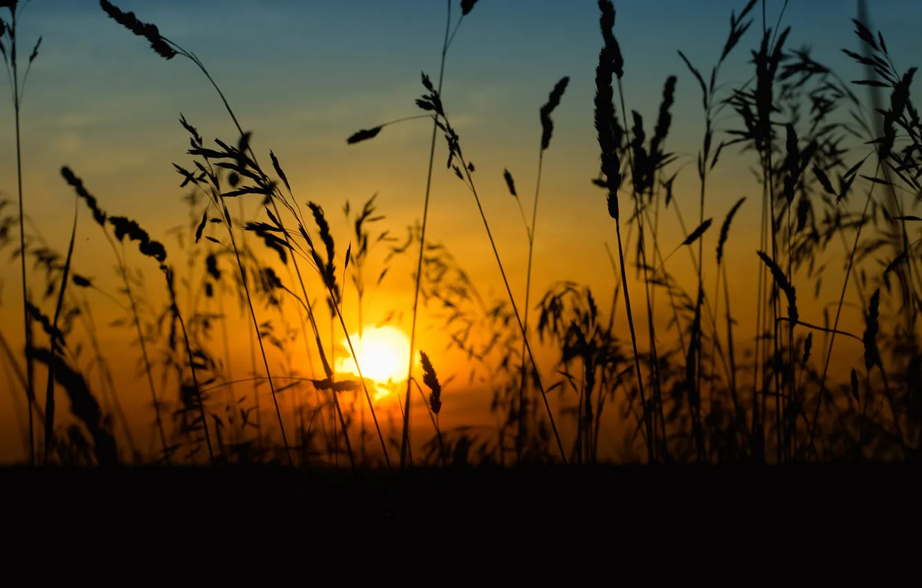 Фото обои солнце, закат, low sun