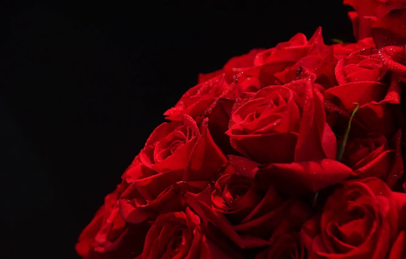 Фото обои цветы, красный, роза, букет, red, rose, flowers, bouquet