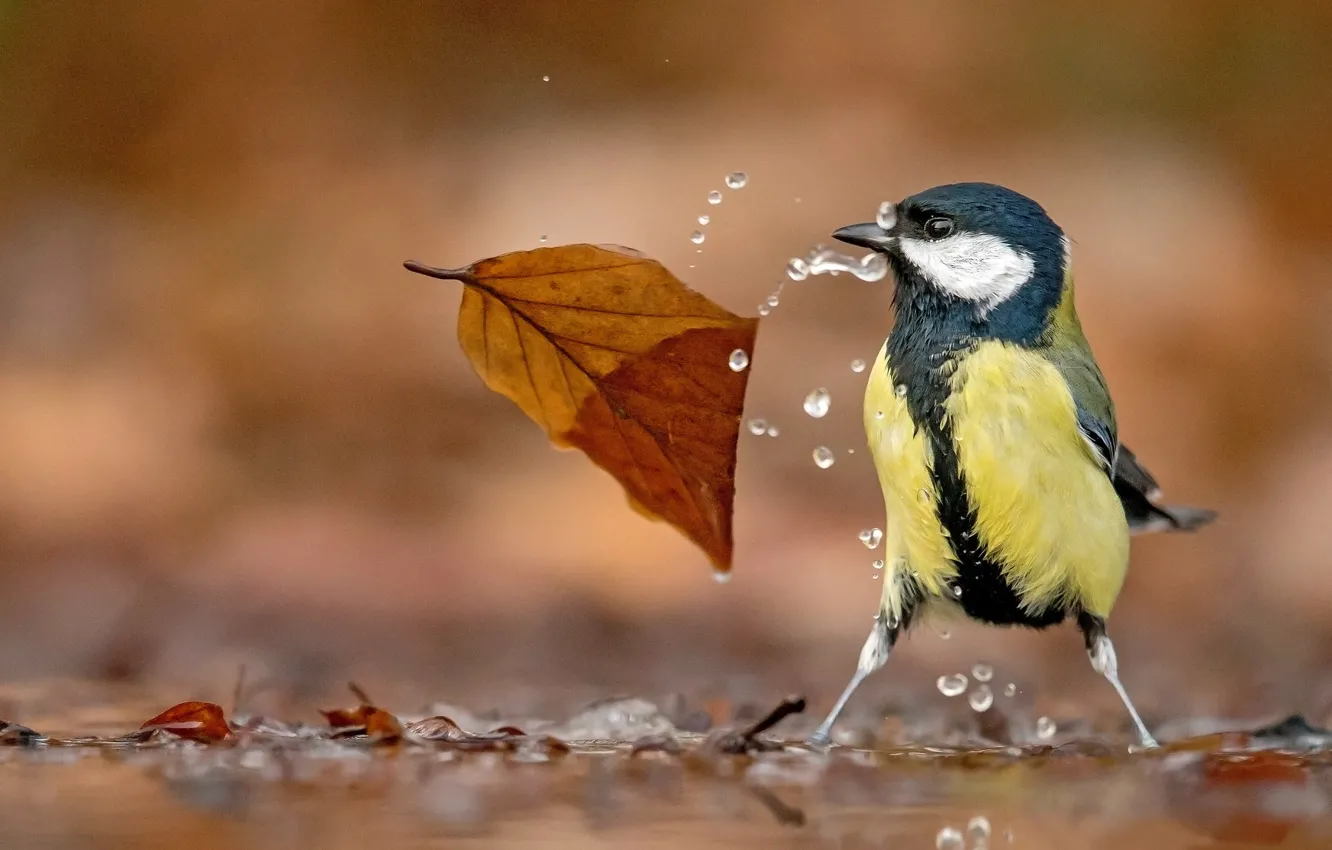 Фото обои вода, капли, птица, листик, боке, Синица
