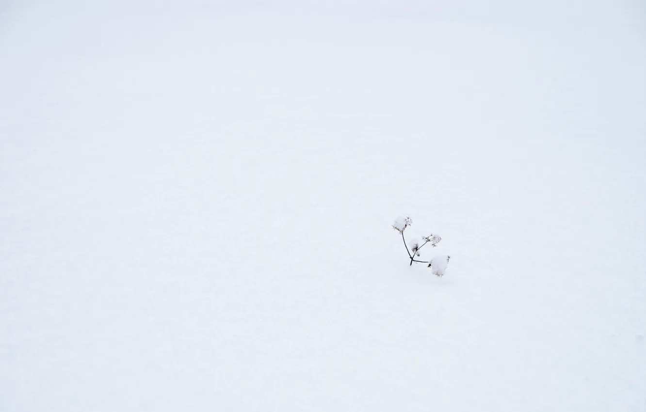 Фото обои зима, трава, снег