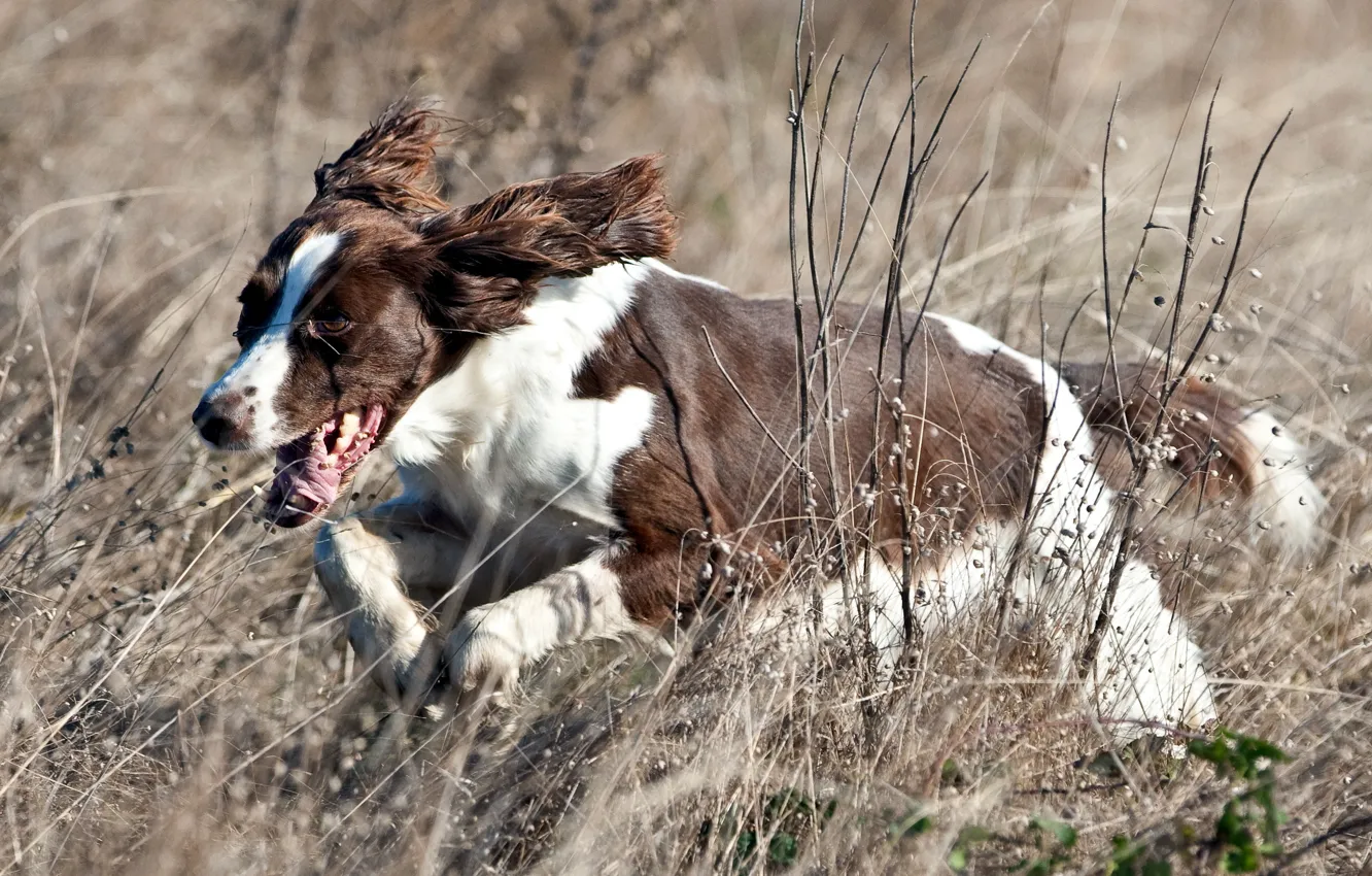 Фото обои поле, собака, бег