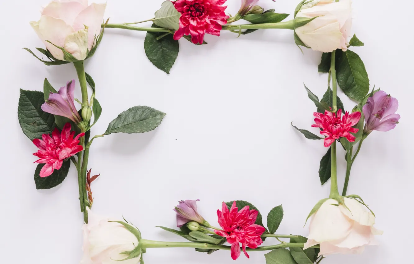 Фото обои цветы, розы, рамка, colorful, хризантемы, flowers, roses, frame
