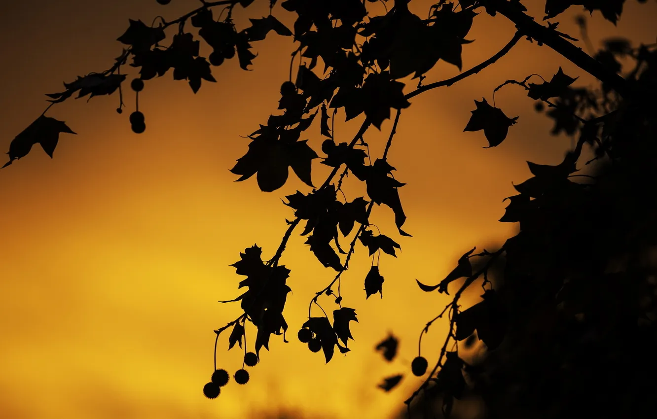 Фото обои листья, закат, природа, силуэт