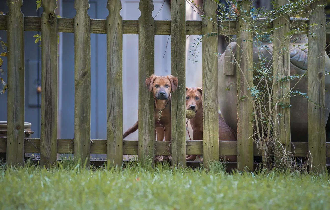 Фото обои собаки, забор, две