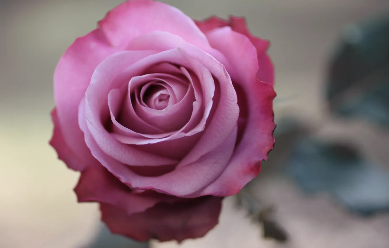 Фото обои цветок, макро, фото, розовая, роза