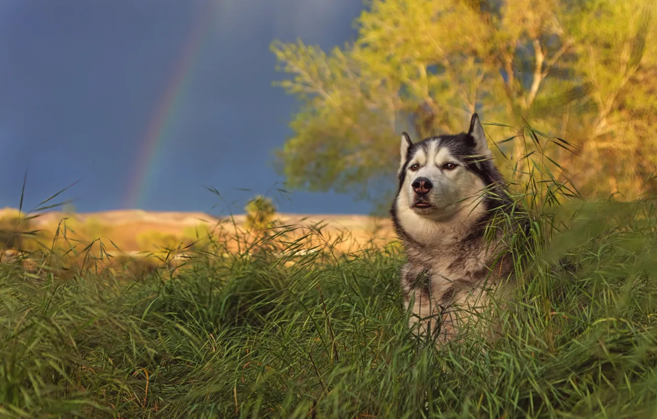 Фото обои трава, природа, собака, радуга, маламут