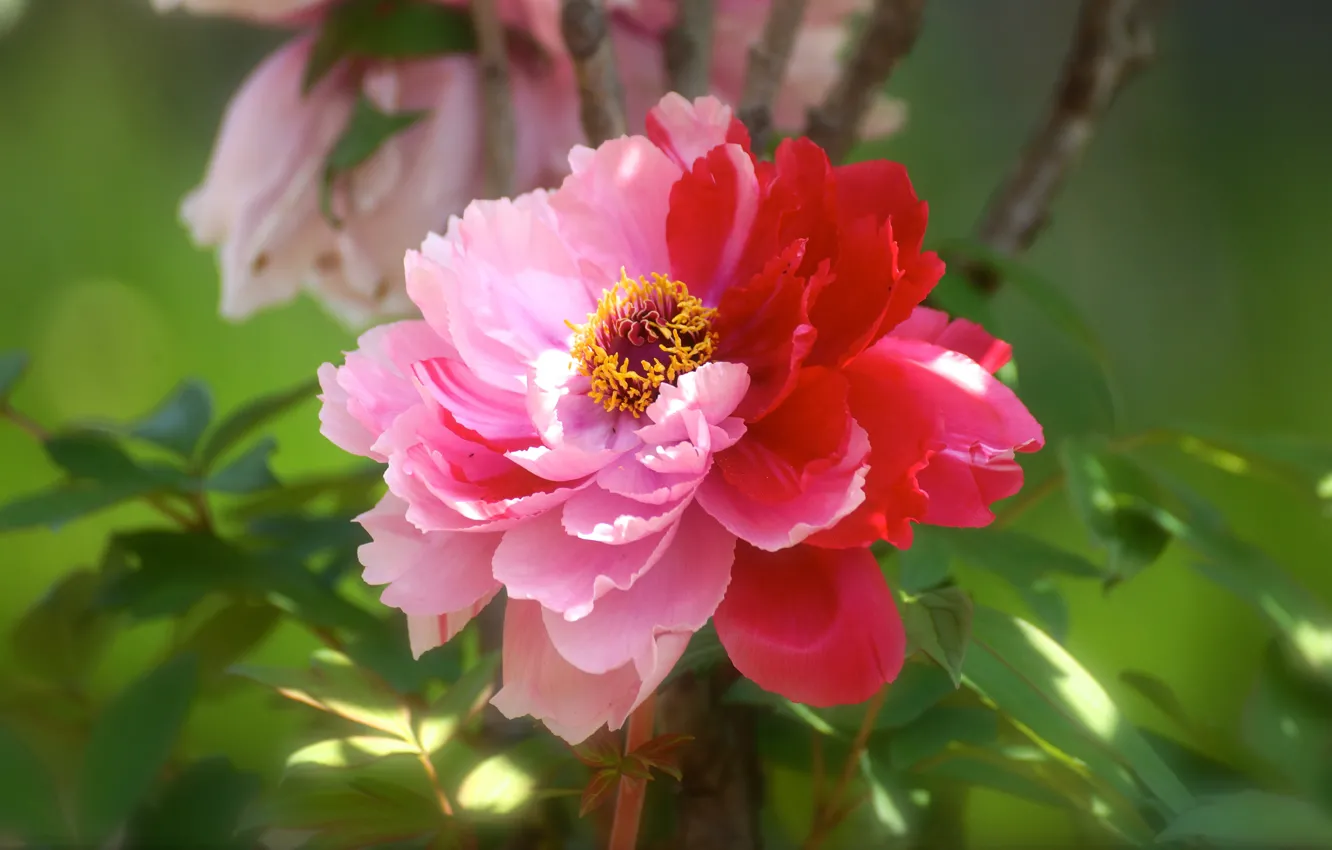 Фото обои цветок, листья, свет, красный, розовый, лепестки, сад, зеленый фон