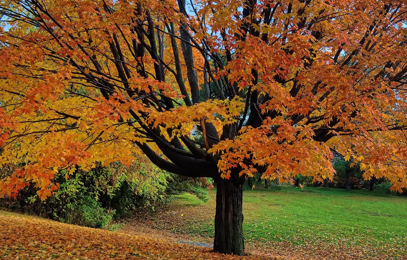 Фото обои осень, листья, парк, дерево, сад