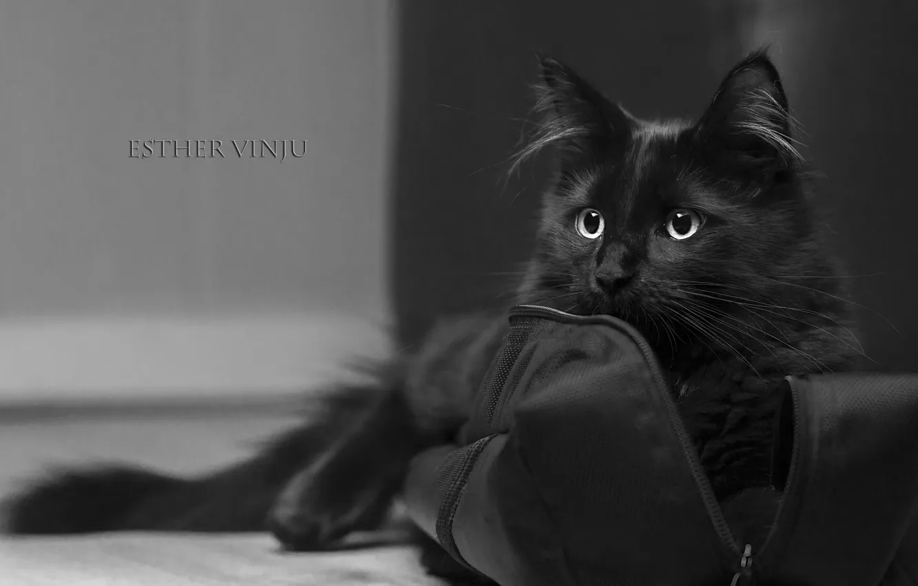 Фото обои кот, комната, сумка