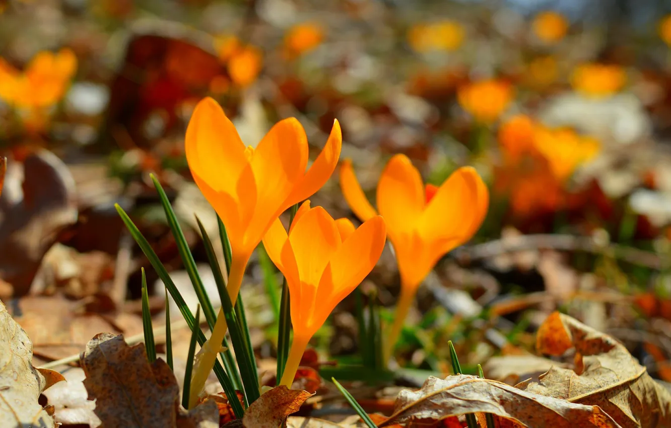 Фото обои Крокусы, Crocuses, Жёлтые цветы, Yellow flowers