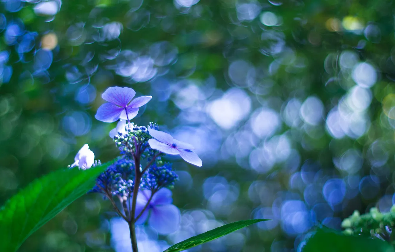 Фото обои цветок, макро, синий, боке