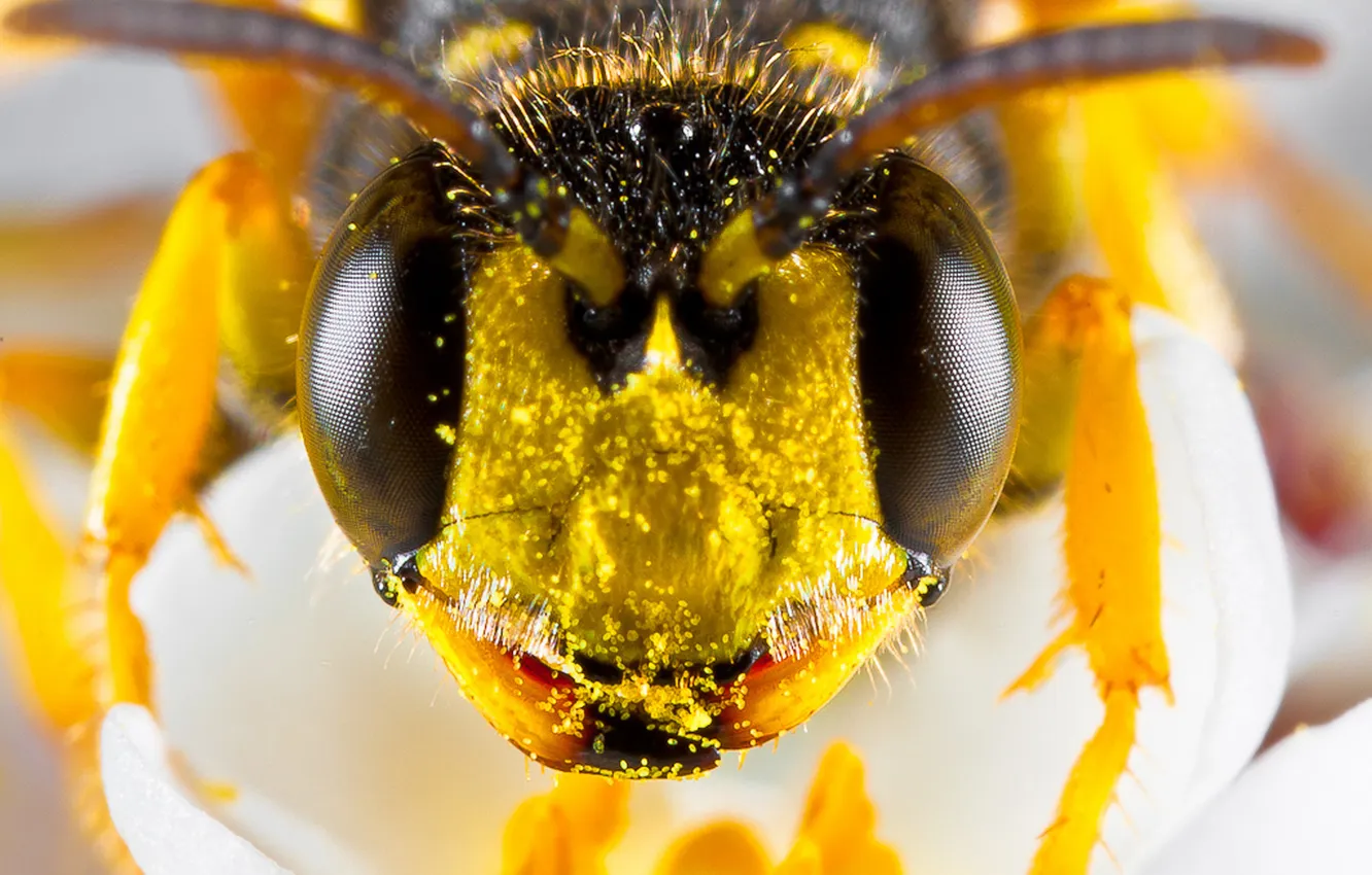 Фото обои цветок, пчела, пыльца, глазки, мордашка