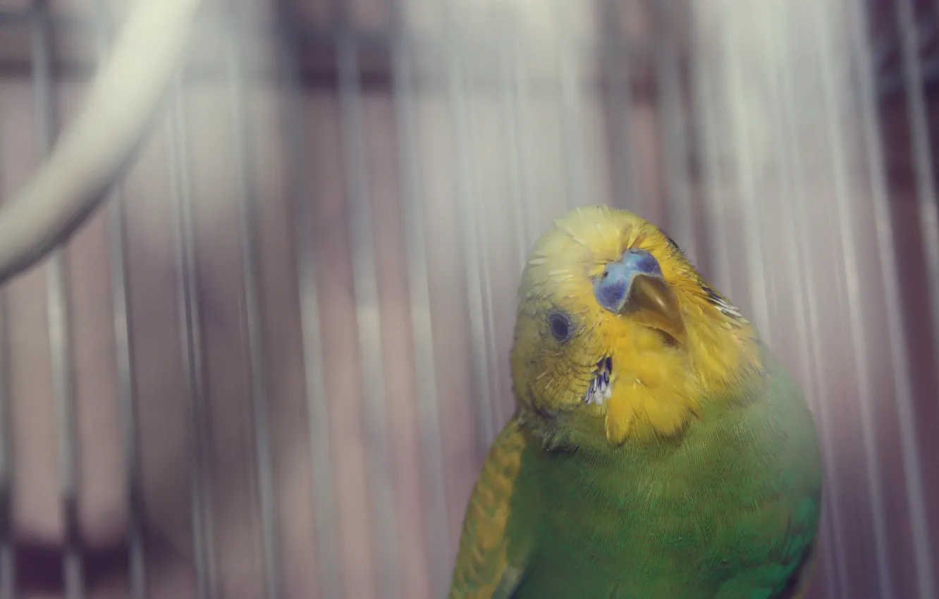 Фото обои желтый, зеленый, перья, попугай