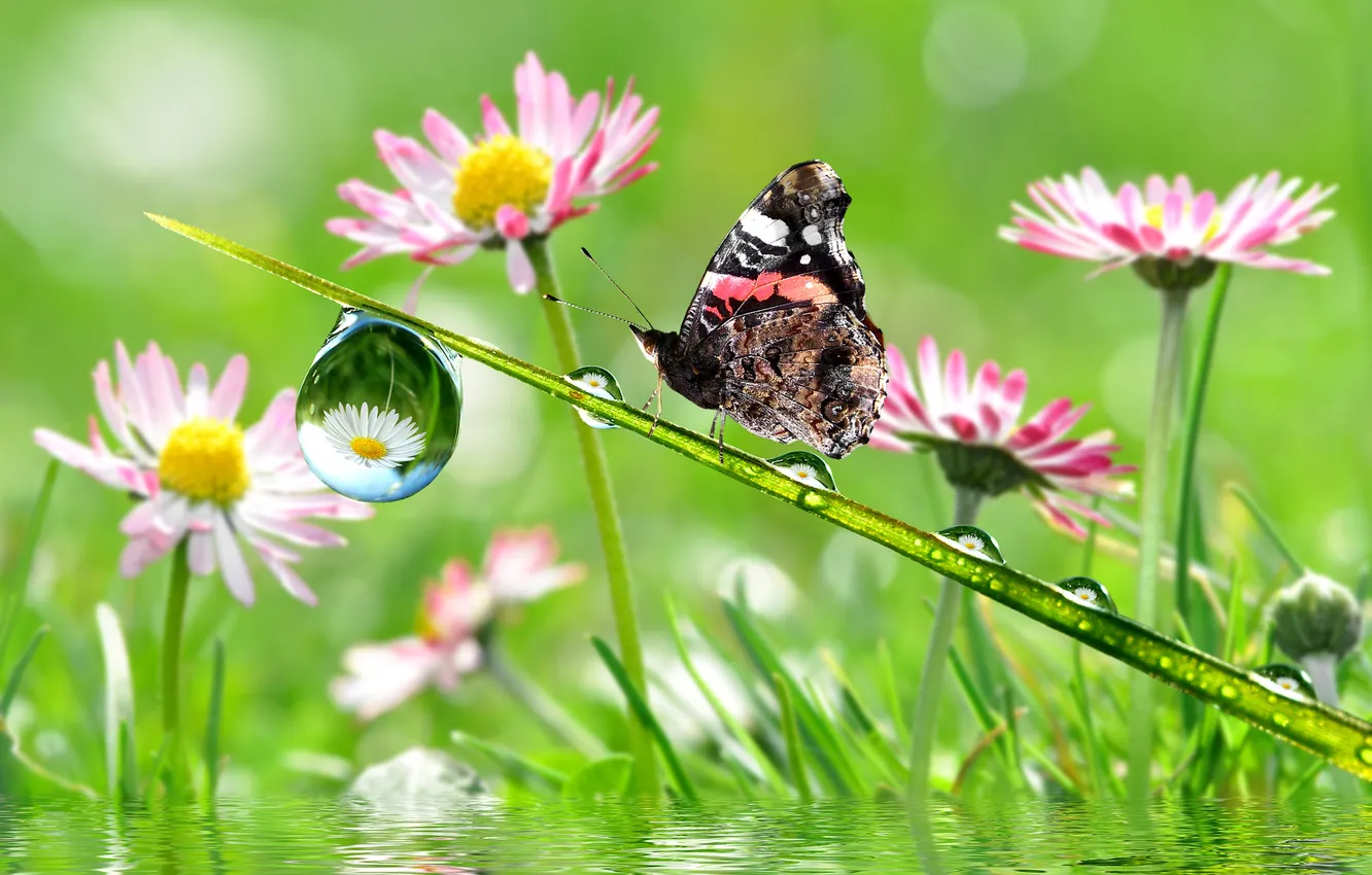 Фото обои капли, цветы, бабочка, стебель