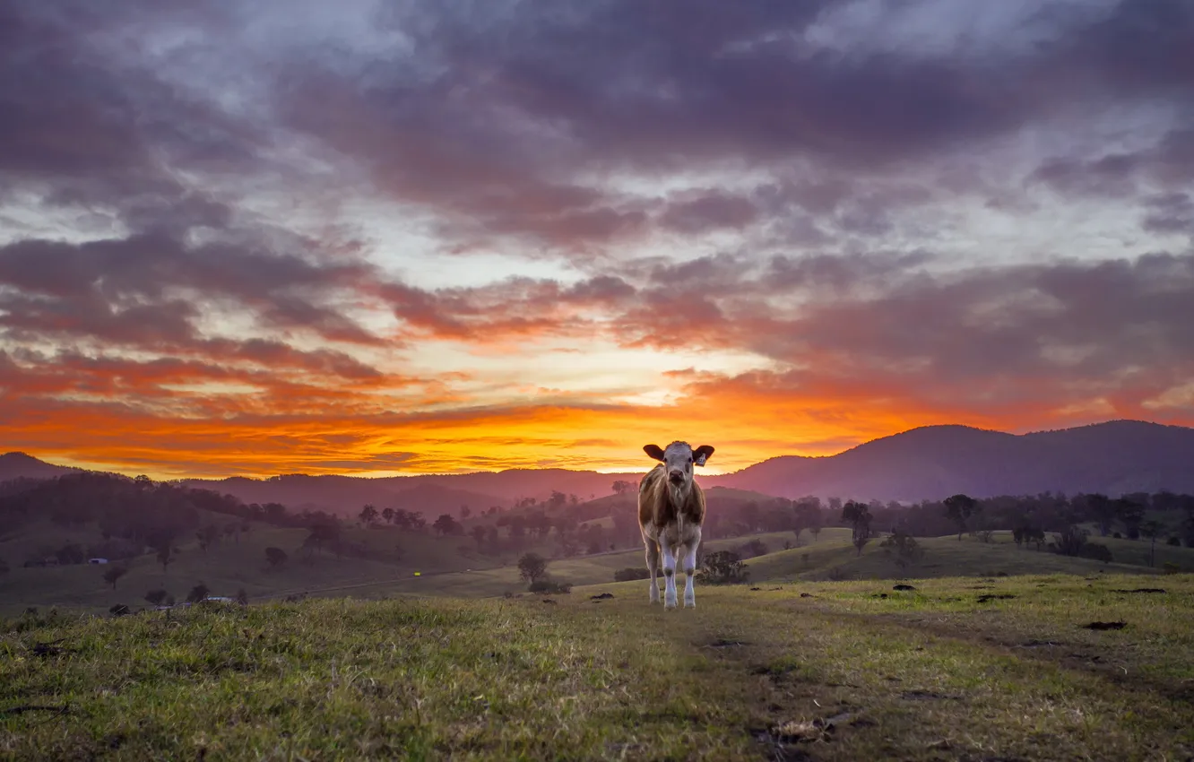 Фото обои sky, Sunset, farm, cows, barrington, gloucester