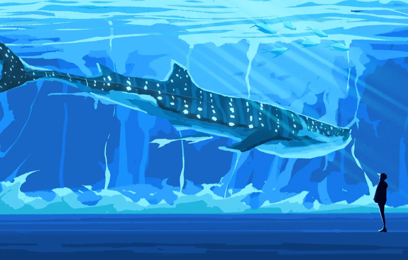 Фото обои акула, парень, океанариум, Fangpeii