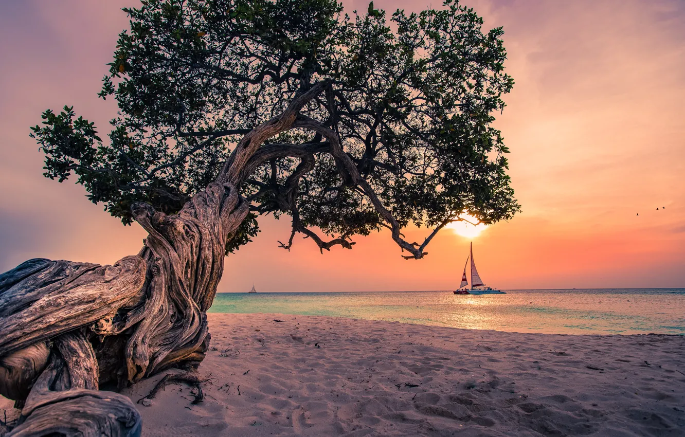 Фото обои песок, пейзаж, закат, природа, дерево, океан, берег, лодка