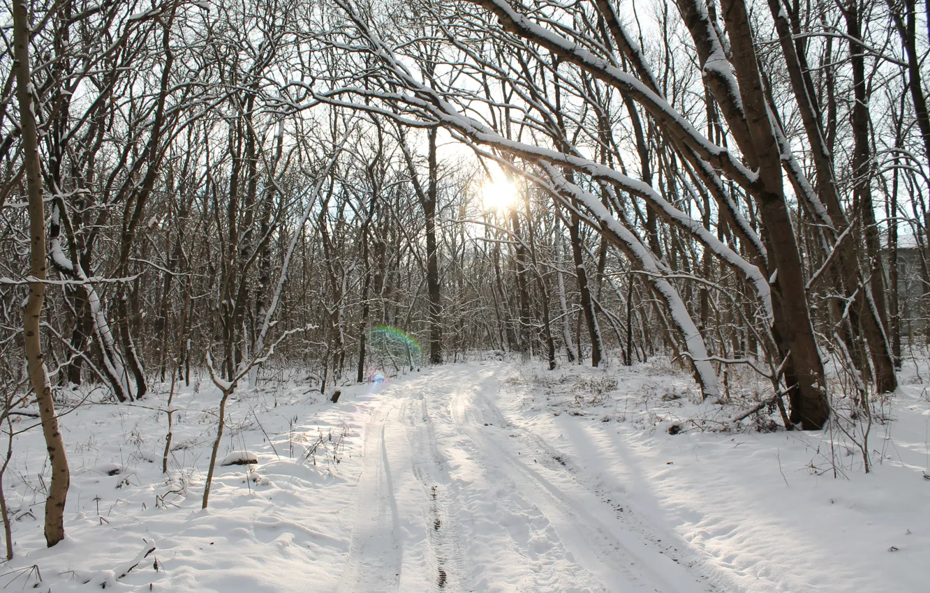 Фото обои зима, снег, деревья, природа, озеро, тропинка, холодно, бело