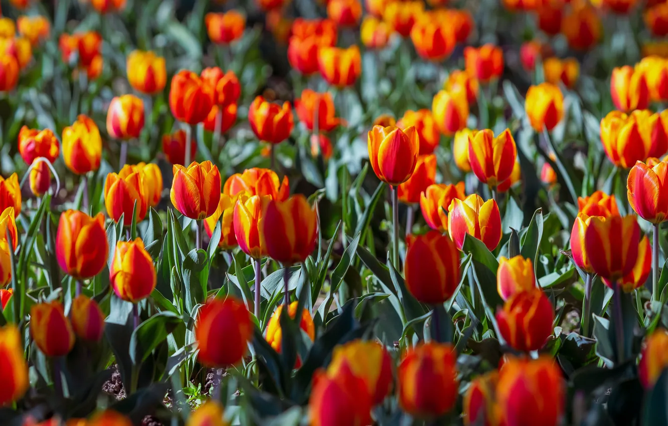 Фото обои свет, цветы, поляна, яркие, весна, тюльпаны, красные, оранжевые