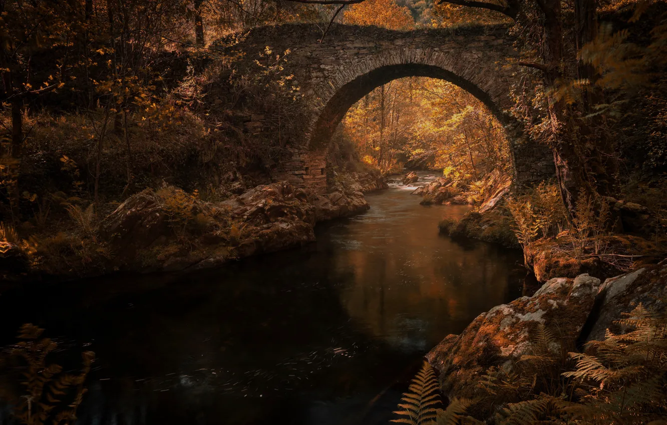 Фото обои осень, листья, вода, свет, деревья, ветки, мост, отражение