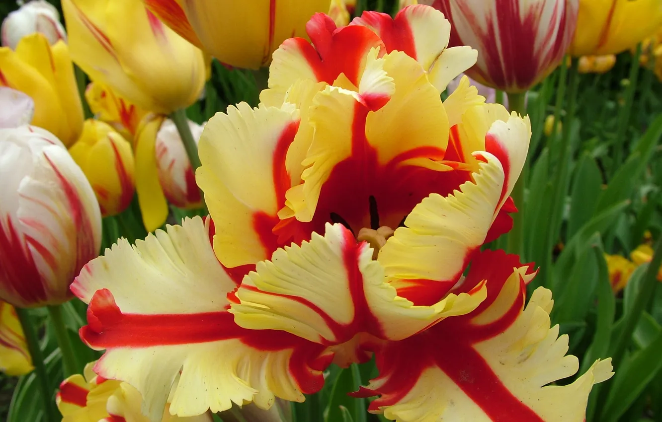 Фото обои Макро, тюльпаны, пестрые