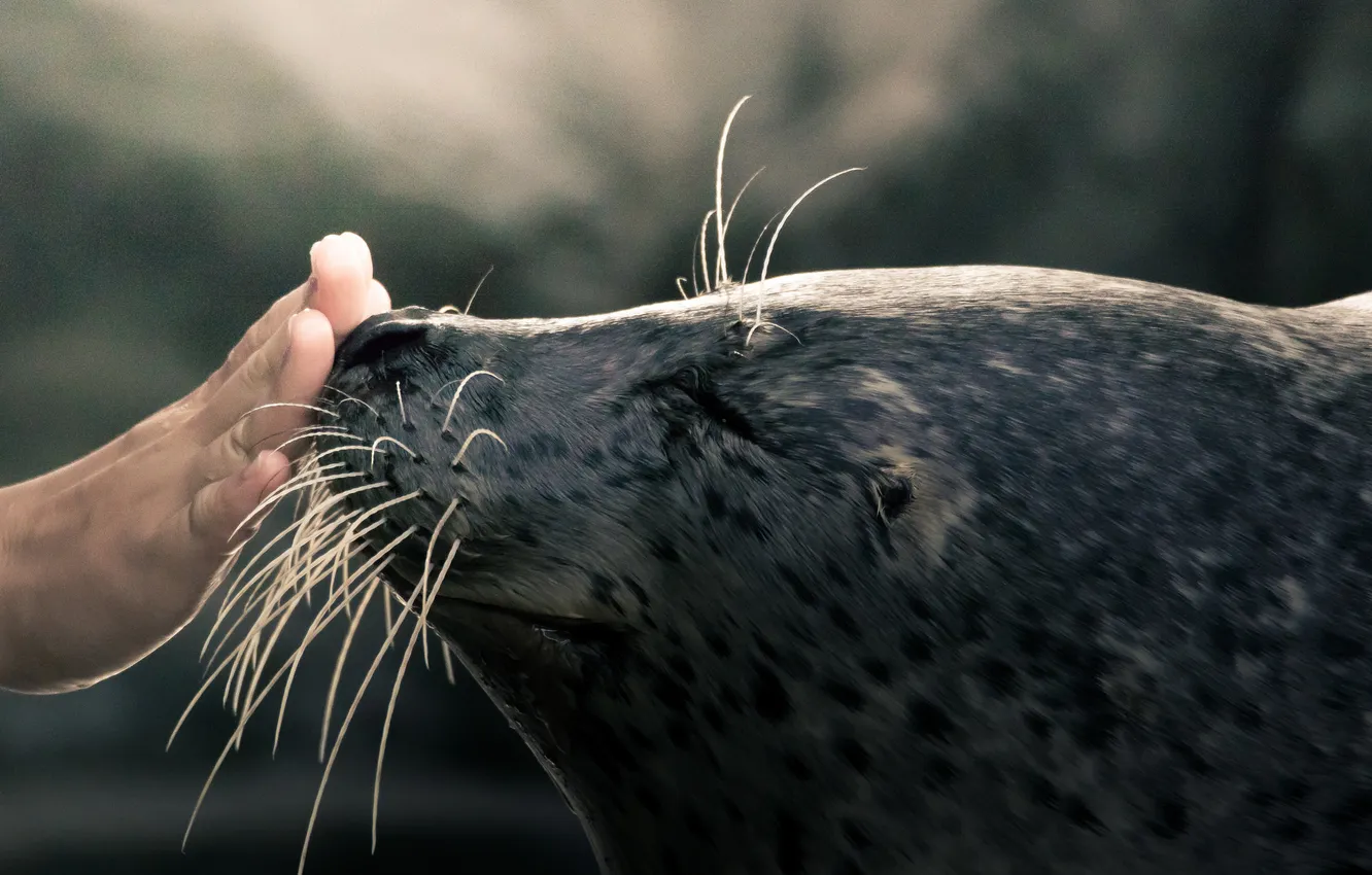 Фото обои усы, взгляд, рука, тюлень, морской котик