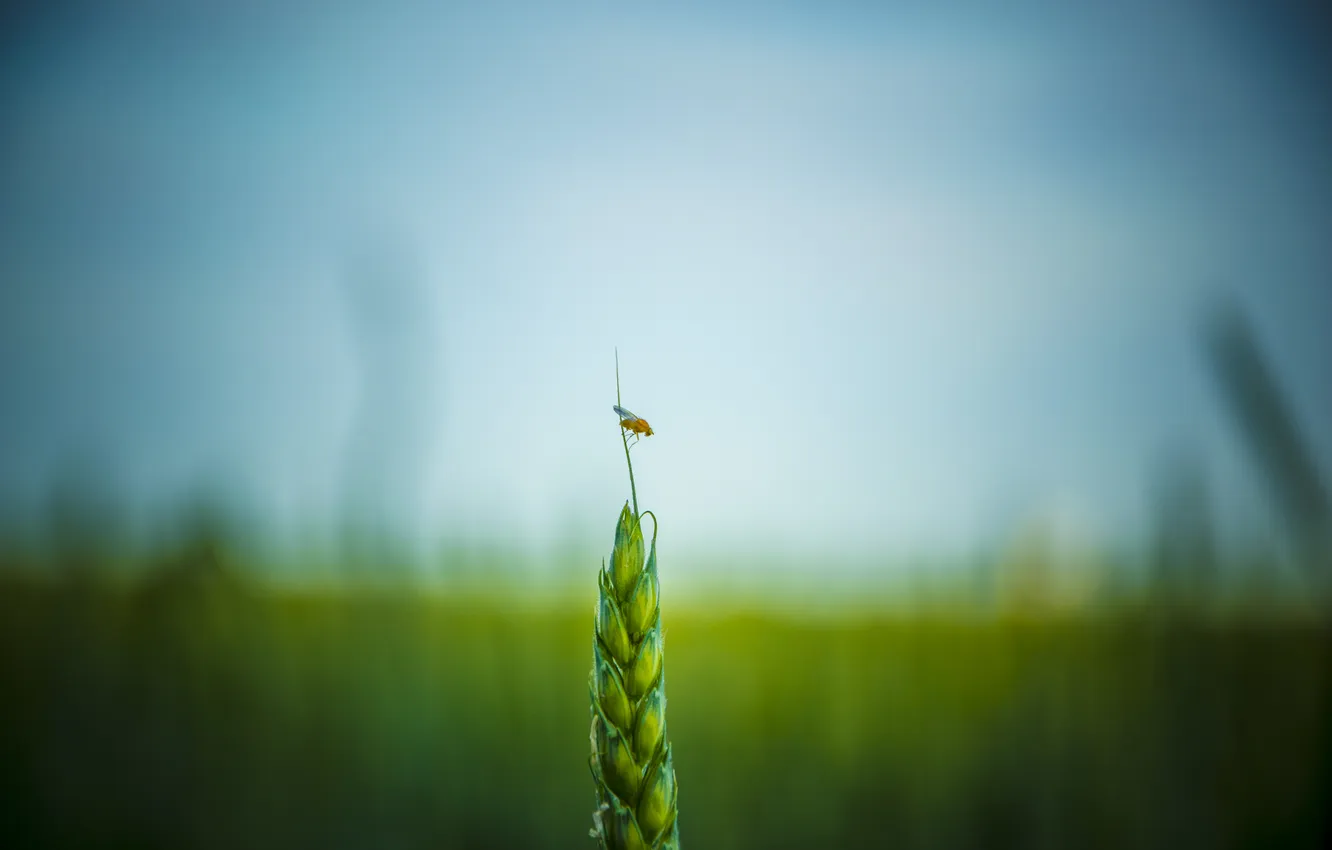 Фото обои пшеница, поле, Насекомое