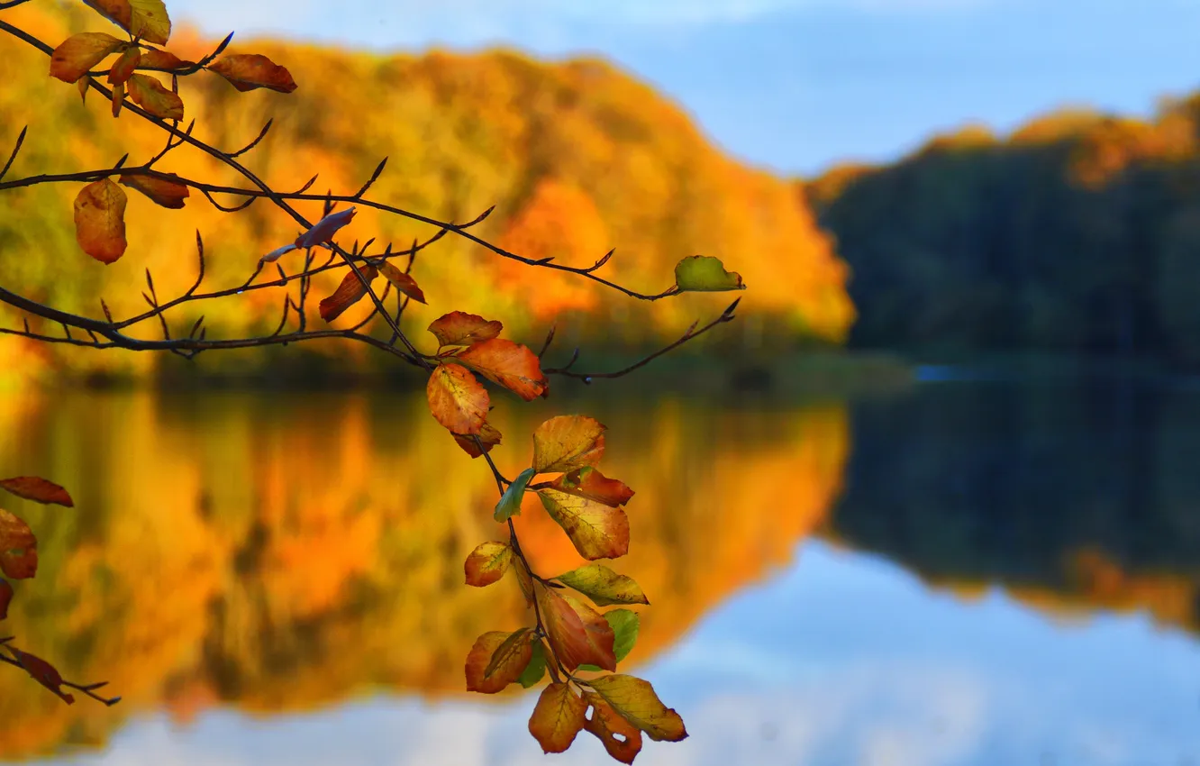 Фото обои осень, листья, деревья, озеро, ветка