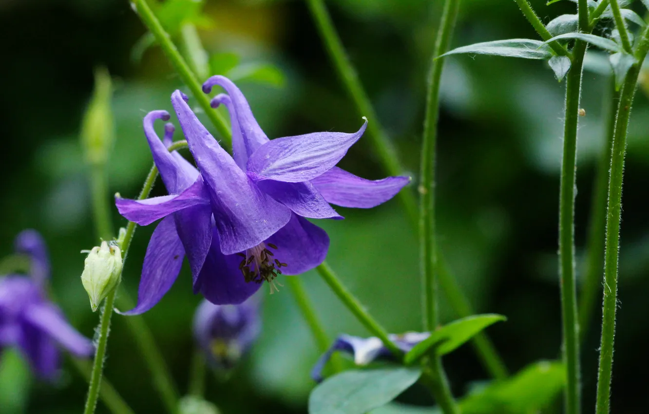 Фото обои blue, blooming, columbine