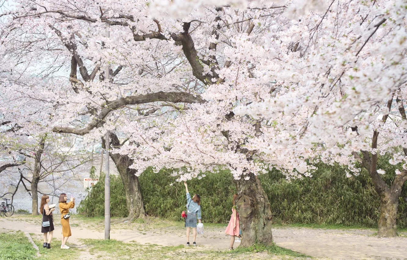 Фото обои Природа, Девушки, Дерево, Весна, Сакура, Япония, Праздник