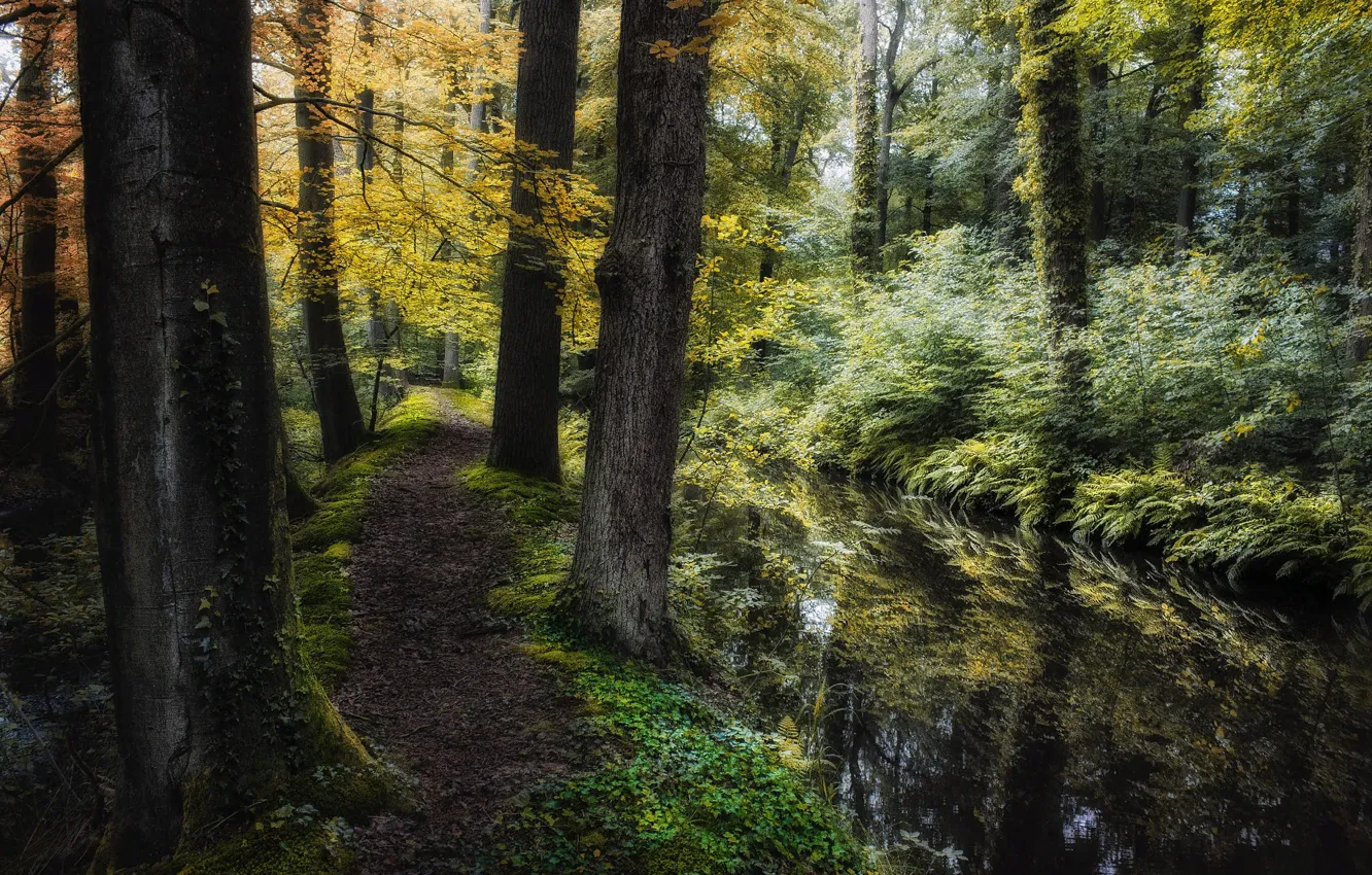 Фото обои осень, лес, деревья, пейзаж, природа, ручей, травы, тропинка