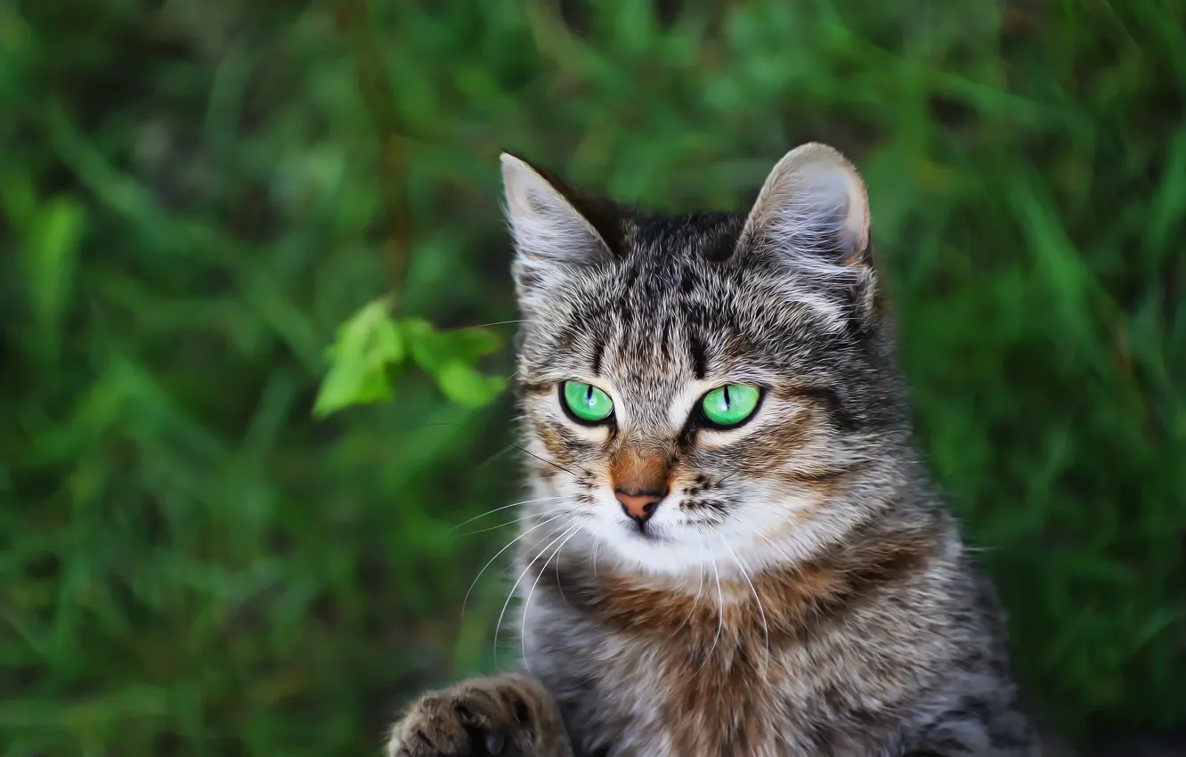 Фото обои зелень, кошка, фон, котейка