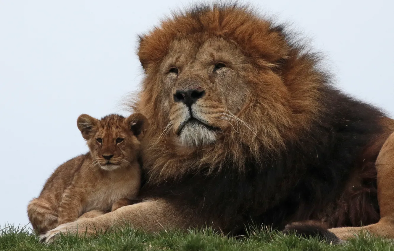 Фото обои лев, семья, львенок