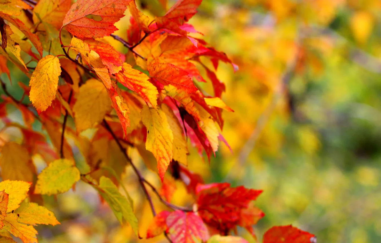 Фото обои листья, макро, деревья, осень.