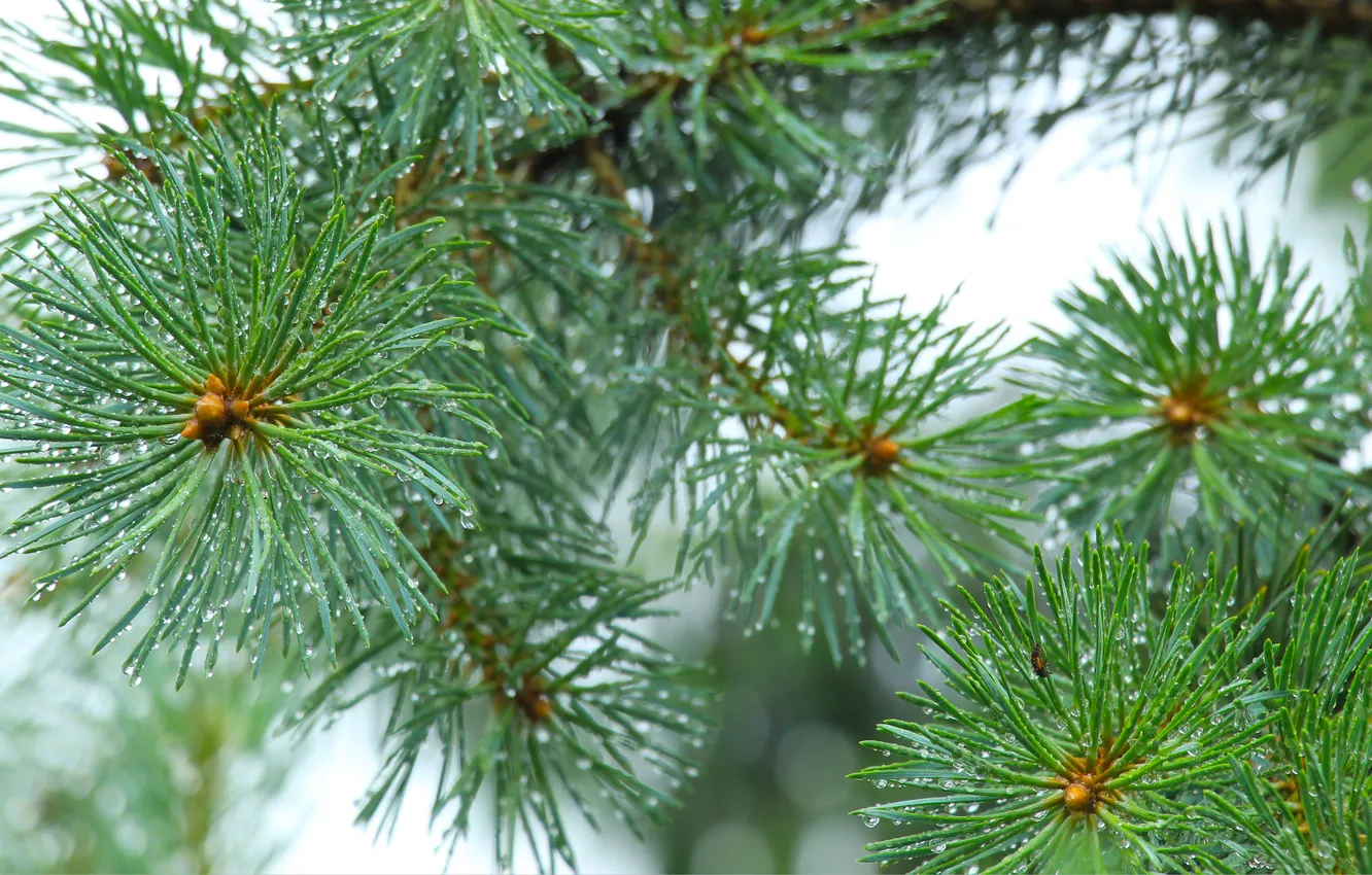 Фото обои pine, spruce, twig