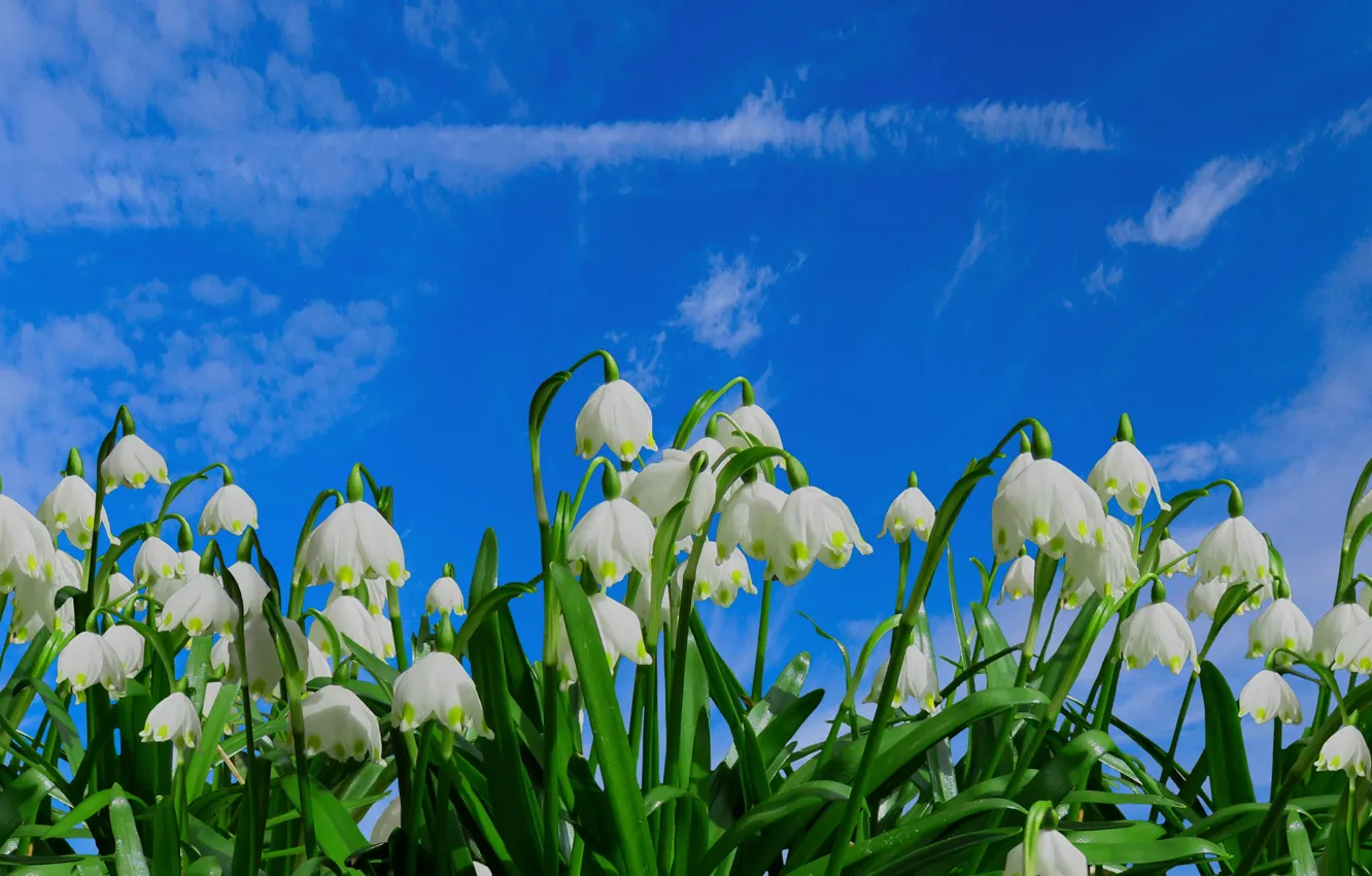 Фото обои зелень, небо, облака, цветы, синева, поляна, весна, подснежники