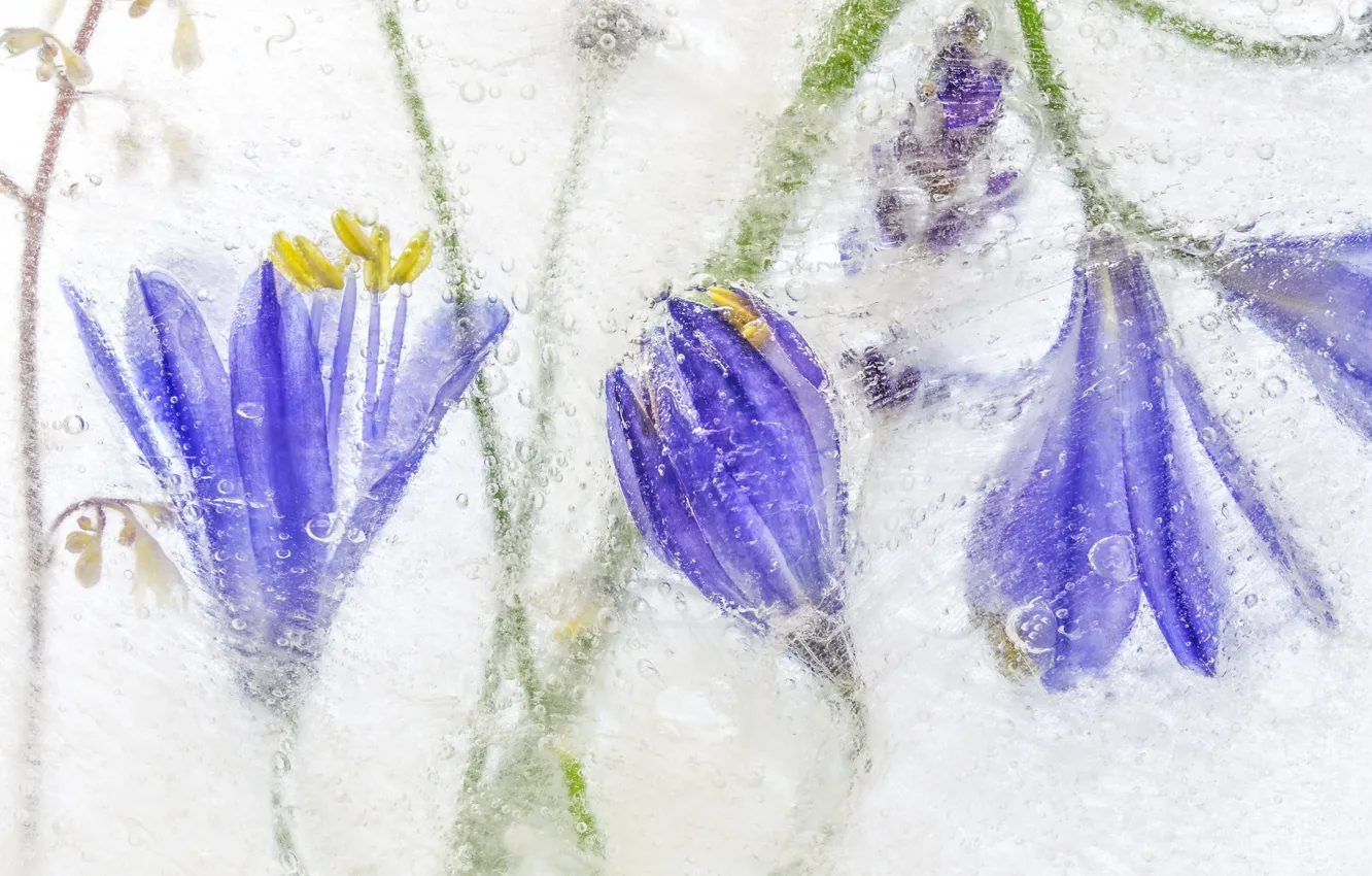 Фото обои лед, природа, лепестки, мороз, агапантус