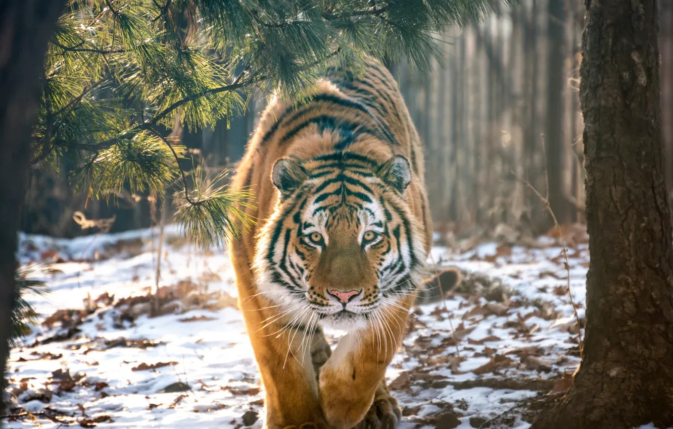 Фото обои лес, снег, деревья, тигр, хищник, дикая кошка, Андрей Грачев