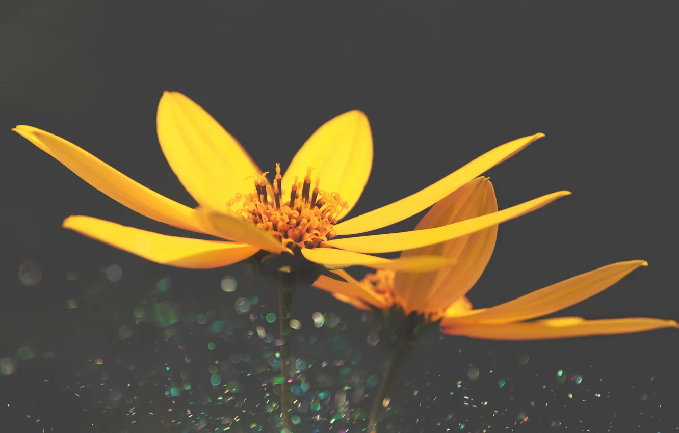 Фото обои цветы, лепестки, стебель, желтые цветы