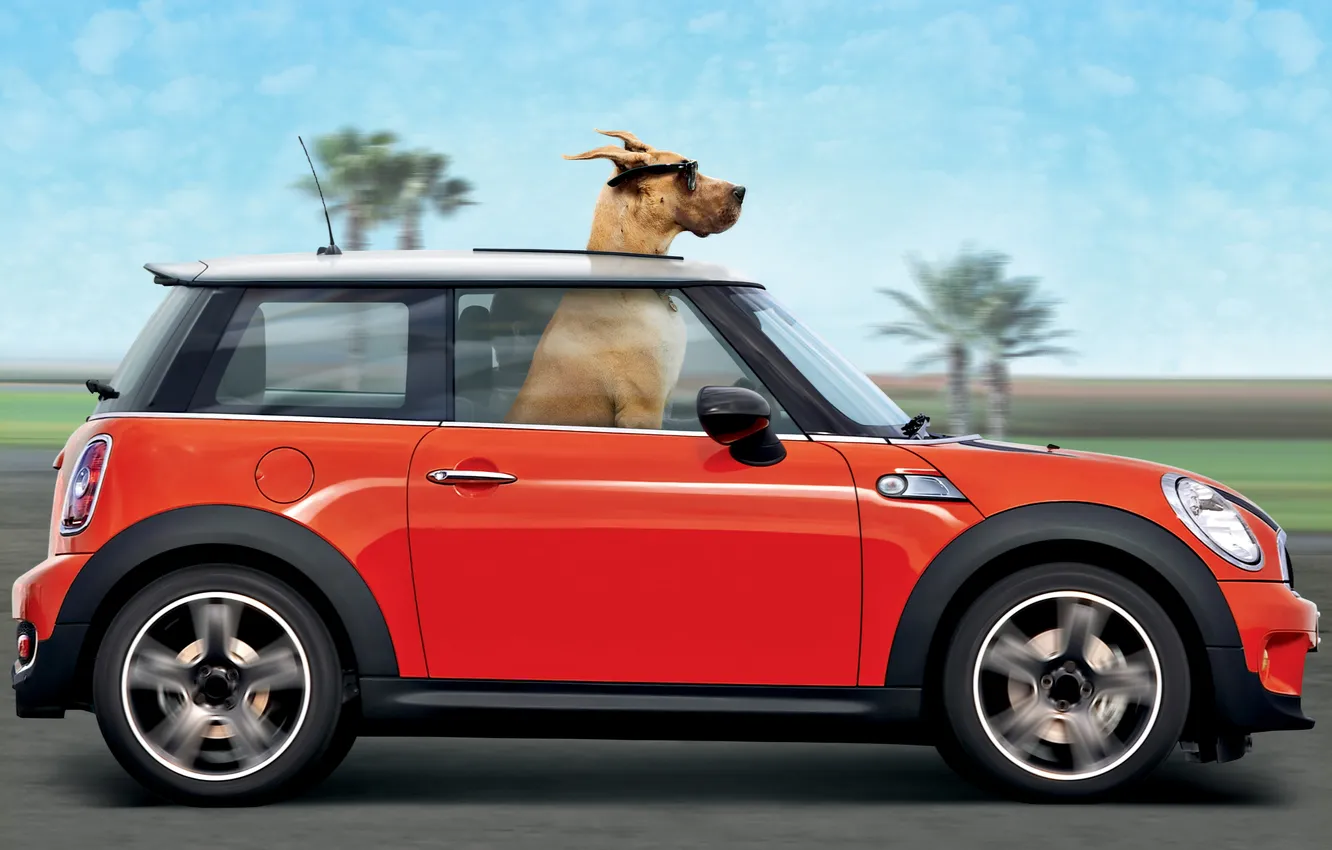 Фото обои дорога, красный, пальмы, ветер, скорость, собака, очки, автомобиль