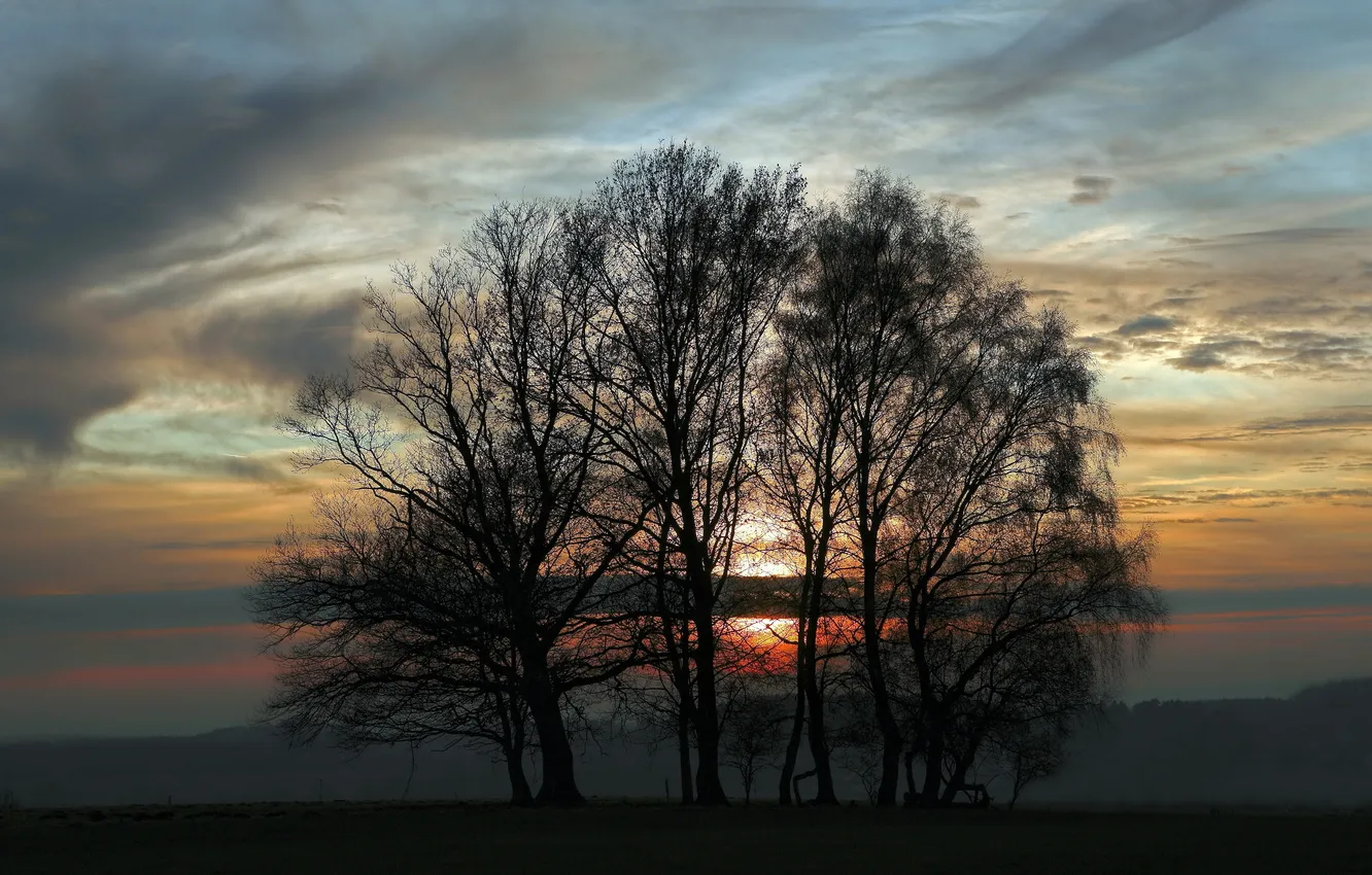 Фото обои небо, деревья, пейзаж, закат