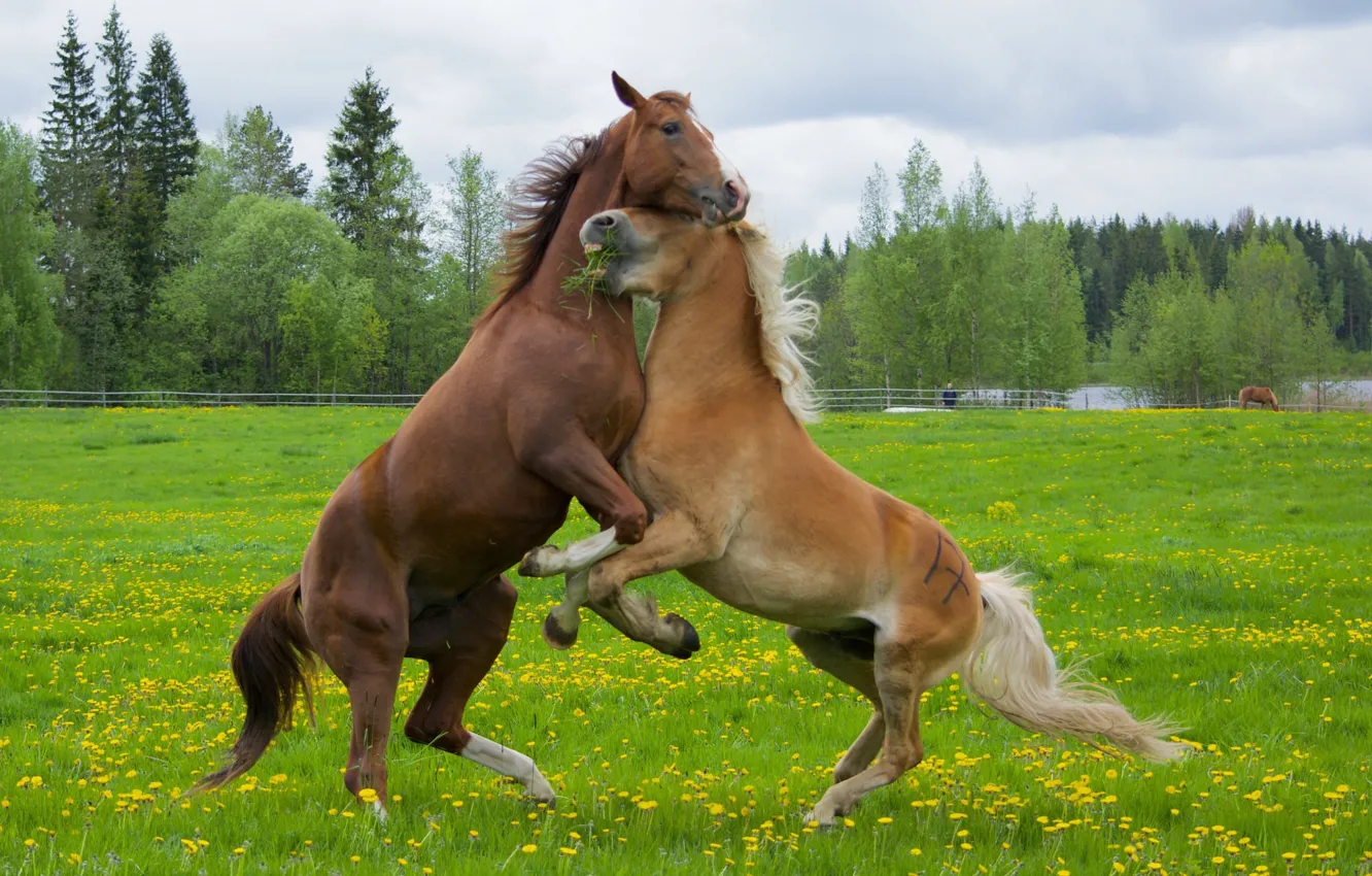 Фото обои кони, весна, лошади, луг, драка